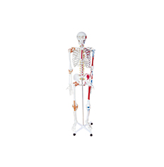 人體骨骼模型帶韌帶及肌肉著色
